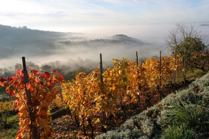 vinograd